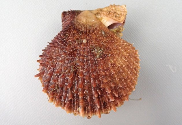 8cm SH 前後になる。イタヤガイ科ではやや縦長で左殻は右殻よりも少し膨らむ。足糸湾入は深く、広く開口する。放射肋が無数にあり、鱗片が不規則にある。鱗片はときに棘条に立ち上がる。［岩手県大槌町産］