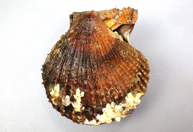 8cm SH 前後になる。イタヤガイ科ではやや縦長で左殻は右殻よりも少し膨らむ。足糸湾入は深く、広く開口する。放射肋が無数にあり、鱗片が不規則にある。鱗片はときに棘条に立ち上がる。〔三重県鳥羽市安楽島産〕