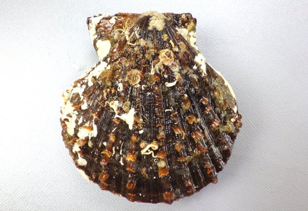 8cm SH 前後になる。イタヤガイ科ではやや縦長で左殻は右殻よりも少し膨らむ。足糸湾入は深く、広く開口する。放射肋が無数にあり、鱗片が不規則にある。鱗片はときに棘条に立ち上がる。［三重県鳥羽市安楽島産］