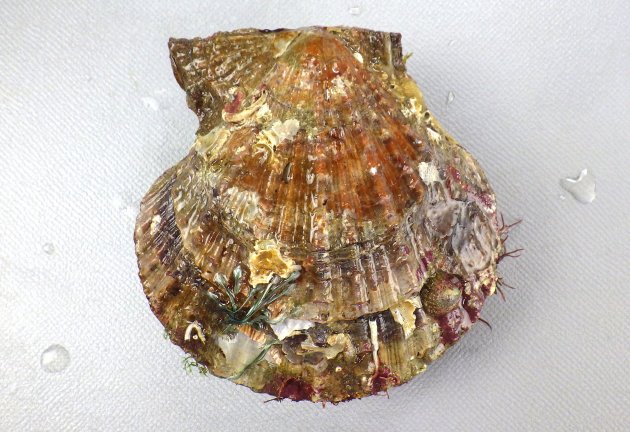 8cm SH 前後になる。イタヤガイ科ではやや縦長で左殻は右殻よりも少し膨らむ。足糸湾入は深く、広く開口する。放射肋が無数にあり、鱗片が不規則にある。鱗片はときに棘条に立ち上がる。［三重県鳥羽市安楽島産］