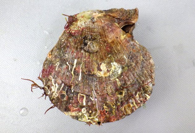 8cm SH 前後になる。イタヤガイ科ではやや縦長で左殻は右殻よりも少し膨らむ。足糸湾入は深く、広く開口する。放射肋が無数にあり、鱗片が不規則にある。鱗片はときに棘条に立ち上がる。［三重県鳥羽市安楽島産］