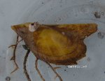 ウグイスガイのサムネイル写真