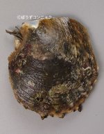 クロチョウガイのサムネイル写真
