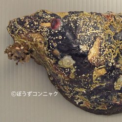 マベ (マベガイ) | 市場魚貝類図鑑