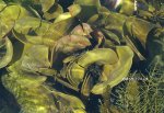 ウミウチワのサムネイル写真