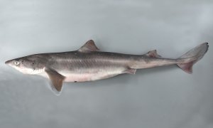 アブラツノザメのサムネイル写真