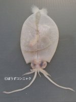 サメハダホウズキイカのサムネイル写真
