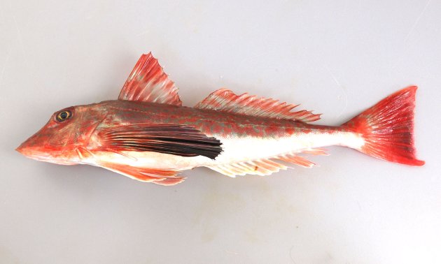 ホウボウ | 魚類 | 市場魚貝類図鑑