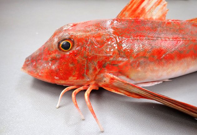ホウボウ | 魚類 | 市場魚貝類図鑑
