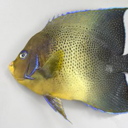 サザナミヤッコ | 魚類 | 市場魚貝類図鑑