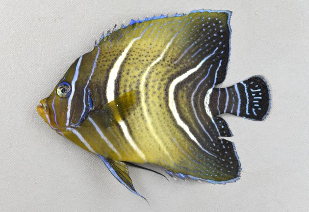 サザナミヤッコ | 魚類 | 市場魚貝類図鑑