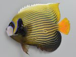 タテジマキンチャクダイのサムネイル写真