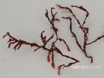 キントキのサムネイル写真