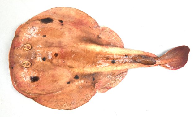 37cm TL 前後になる。背鰭は１。吻は尖らず直線的。頭部眼の左右に重箱式に重なる多角形の発電器官がある。柔らかく全体にぶよぶよしており。腹鰭は体盤下から始まる。背鰭は１基。眼は突出し噴水口周囲も隆起する。