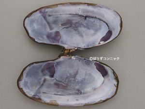 ムラサキガイの貝殻内側