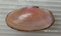 シオサザナミのサムネイル写真