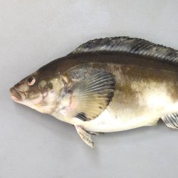 ホッケ | 魚類 | 市場魚貝類図鑑