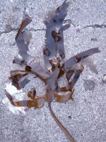 カジメのサムネイル写真
