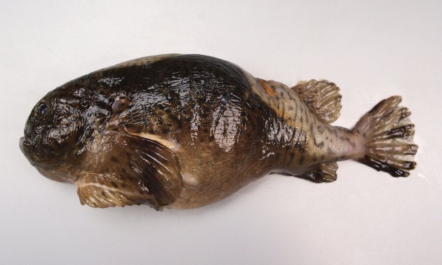 30cm TL 前後になる。吸盤がある。全体に丸みがあり、第一背鰭は皮下に埋没していて見えない。［雌］