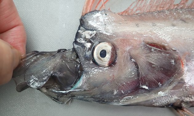 リュウグウノツカイ | 魚類 | 市場魚貝類図鑑