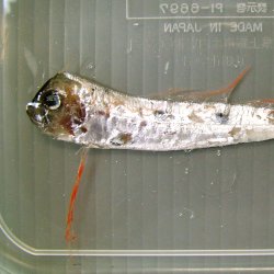 テンガイハタ | 魚類 | 市場魚貝類図鑑