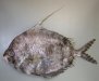 ヒメクサアジのサムネイル写真