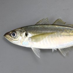 マアジ | 魚類 | 市場魚貝類図鑑
