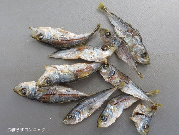 マアジの煮干し