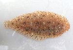 ササウシノシタのサムネイル写真