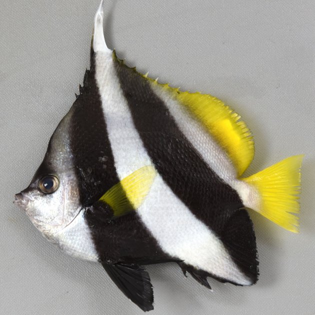 20cm SL 前後になる。背鰭第４棘は長く伸びる。体高が高く、２本の幅の広い横縞がある。目を通る黒い帯は目の下に少しだけ出る。頭部顎下から黒い帯までの部分の膨らみは強い（ハタタテダイは膨らみが弱い）。臀鰭の黒い帯は臀鰭軟条の最長部分まで達する。側線は尾鰭基部まで達する。背鰭棘は12（ハタタテダイは11）。