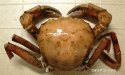 アフリカオオエンコウガニのサムネイル写真