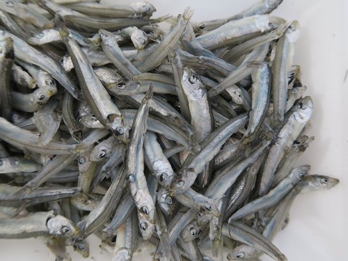 小平の釜揚げ