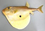 ウチワフグのサムネイル写真