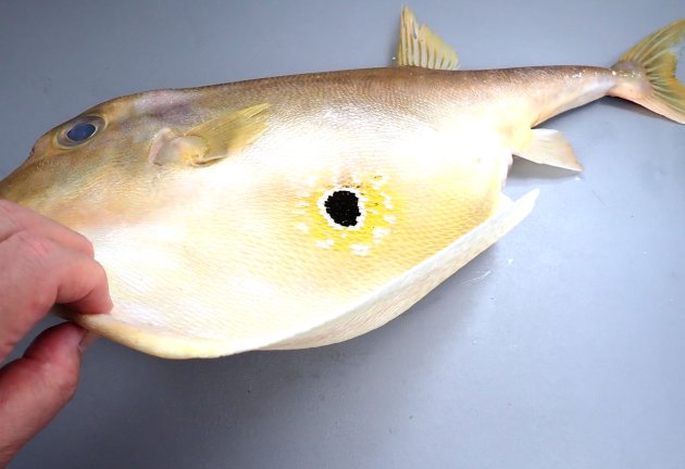 40cm SL 前後になる。体は側へんする。腹部は膜状になり非常に大きい。歯は上顎に２、下顎に１で３、くちばし状。腹部に白い縁取りのある黒く丸い斑紋がある。背鰭棘はまったくないか、痕跡的。