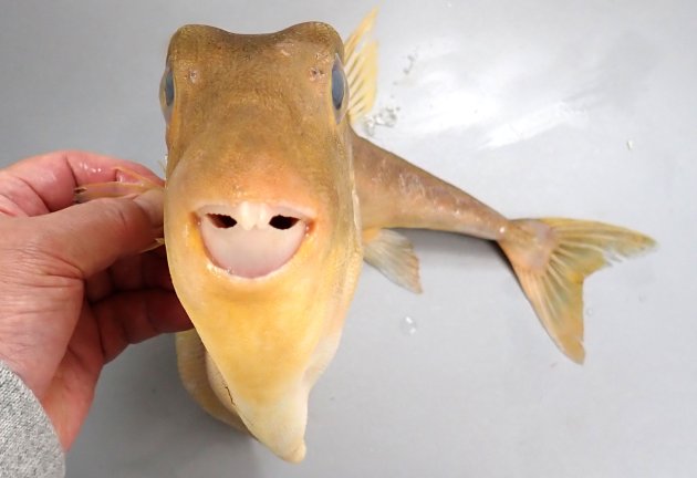 40cm SL 前後になる。体表の鱗などが網目状になっていてとても硬い。体は側へんする。腹部は膜状になり非常に大きい。歯は上顎に２、下顎に１で３、くちばし状。腹部に白い縁取りのある黒く丸い斑紋がある。背鰭棘はまったくないか、痕跡的。