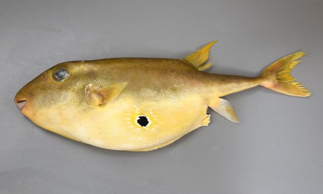 40cm SL 前後になる。体表の鱗などが網目状になっていてとても硬い。体は側へんする。腹部は膜状になり非常に大きい。歯は上顎に２、下顎に１で３、くちばし状。腹部に白い縁取りのある黒く丸い斑紋がある。背鰭棘はまったくないか、痕跡的。［腹部の膜状の部分を閉じた状態］