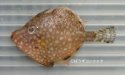 アミメハギのサムネイル写真