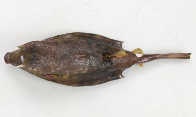 21cm SL 前後になる。成魚と若い個体では形態を異にする。断面は分銅（四角形）で眼上に棘、腹側隆起棘がある。尾鰭はあまり長くない。背中央にやや後ろ向きの棘がある。その棘の周りの隆起はあまり強くない。［18cm SL・重さ196g］