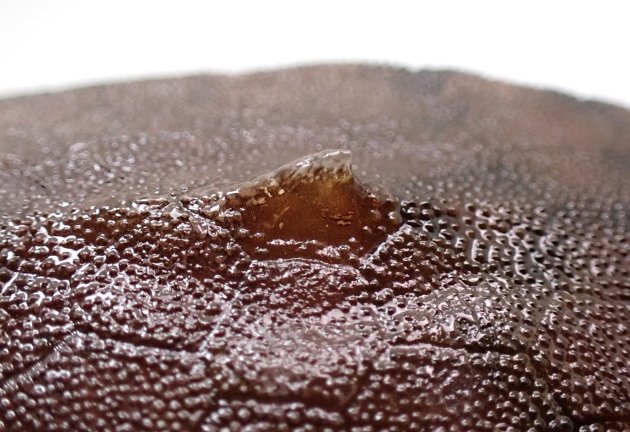 背中央にやや後ろ向きの棘がある。