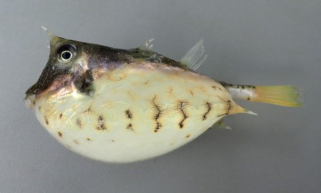 21cm SL 前後になる。断面は分銅（四角形）で眼上に棘、腹側隆起棘がある。尾鰭はあまり長くない。あまり高くない背隆起中央に後方に棘がある。［6cm SL・重さ78g］