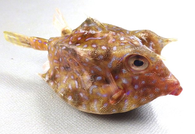 19cm SL 前後になる。体の断面が四角で頭部に楕円形、背部・側面に虫食い状の縞模様がある。眼上棘と腹側隆起棘がある。尾鰭はあまり長くない。背中中央部の隆起は高く棘は後ろ向き。
