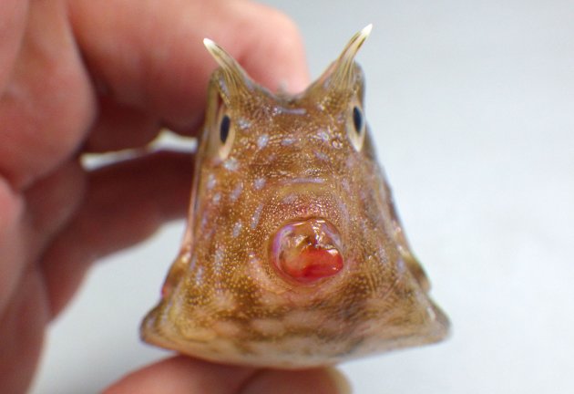 19cm SL 前後になる。体の断面が四角で頭部に楕円形、背部・側面に虫食い状の縞模様がある。眼上棘と腹側隆起棘がある。尾鰭はあまり長くない。背中中央部の隆起は高く棘は後ろ向き。
