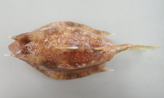 19cm SL 前後になる。体の断面が四角で頭部に楕円形、背部・側面に虫食い状の縞模様がある。眼上棘と腹側隆起棘がある。尾鰭はあまり長くない。背中中央部の隆起は高く棘は後ろ向き。