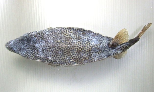 30cm SL 前後になる。箱形で目の前の吻部分（鼻のように見える部分）が突出している。背部の後半正中線上が少し隆起する。