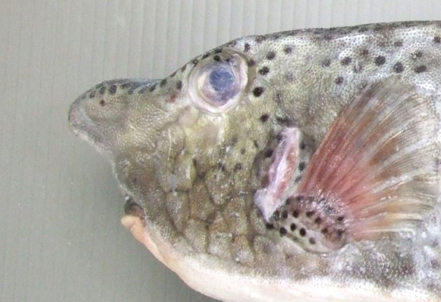 箱形で目の前の吻部分（鼻のように見える部分）が突出している。
