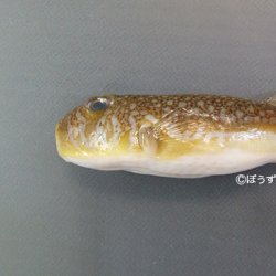 namidafugu.jpg