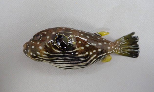 50cm SL前後になる。全体に丸く腹部には筋状、背部には水玉状の白い点がある。［幼魚］