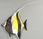 ツノダシのサムネイル写真