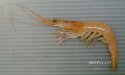 ムツハサケエビのサムネイル写真