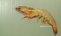 テラオクルマエビのサムネイル写真
